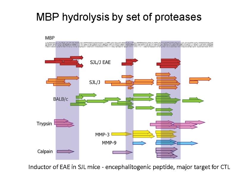 Inductor of EAE in SJL mice - encephalitogenic peptide, major target for CTL MBP